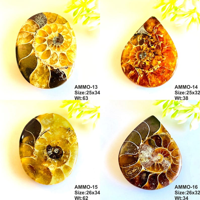 Op de afbeelding: Vier gepolijste ammonietfossielen in bruin-, goud- en amberkleuren worden getoond. Elk fossiel heeft een uniek spiraalpatroon. De tekst "AMMO-13 Size:25x34 Wt:63", "AMMO-14 Size:25x32 Wt:38", "AMMO-15 Size:26x34 Wt:62" en "AMMO-16 Size:26x32 Wt:34" is zichtbaar.