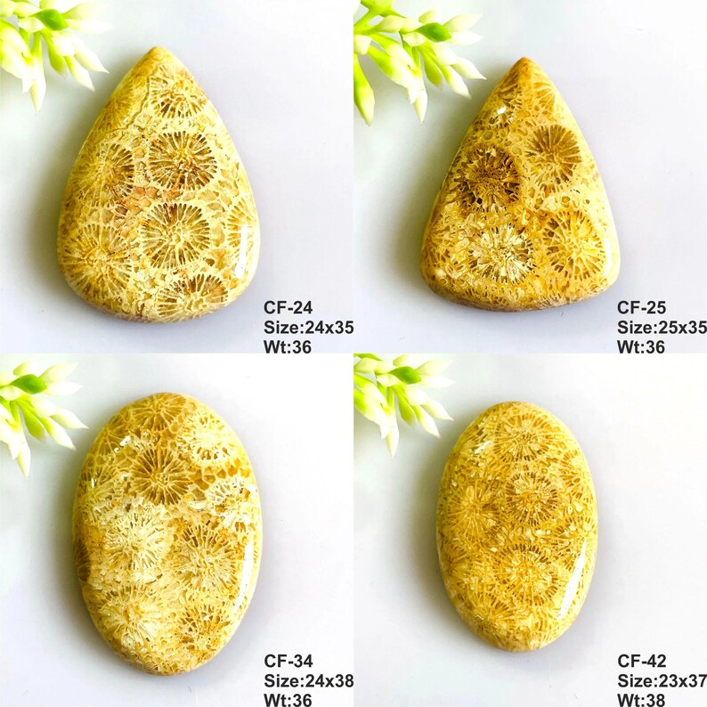 May include: Four polished fossil coral cabochons in yellow and tan hues with intricate star-like patterns. The items are labeled CF-24 (24x35, 36), CF-25 (25x35, 36), CF-34 (24x38, 36), and CF-42 (23x37, 38) with dimensions in millimeters and weight in grams.