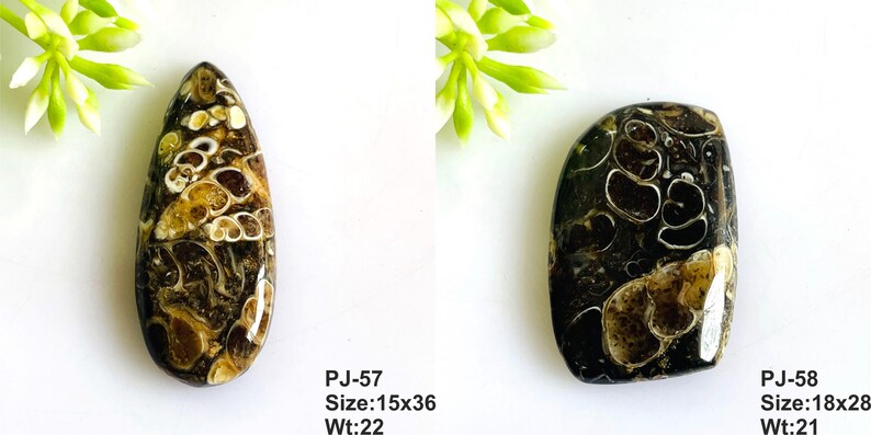May include: Two polished dark brown fossil stones with cream-colored spiral patterns. The left stone is teardrop-shaped, labeled PJ-57, size 15x36, wt:22. The right stone is rectangular with rounded corners, labeled PJ-58, size 18x28, wt:21.