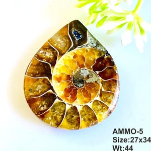 May include: A polished, teardrop-shaped ammonite fossil featuring a spiral pattern with amber, brown, and golden tones. The fossil displays intricate chambers separated by white lines. Text on the image reads AMMO-5, Size: 27x34, Wt:44.