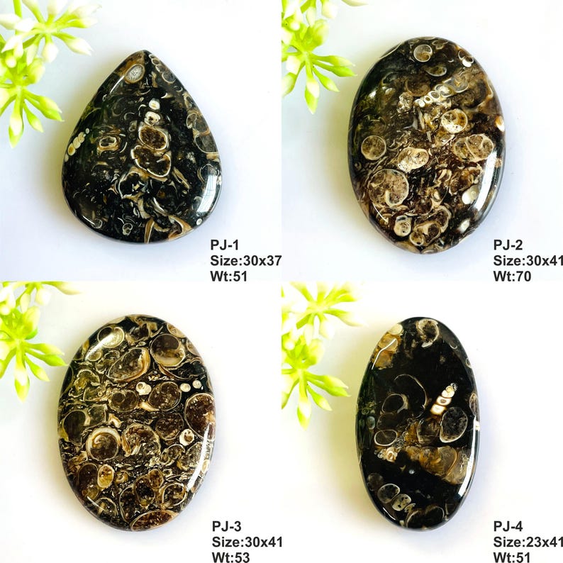 Natural Turritella Agate Cabochon: Mix Shape Gemstone Jewelry Supply image 2