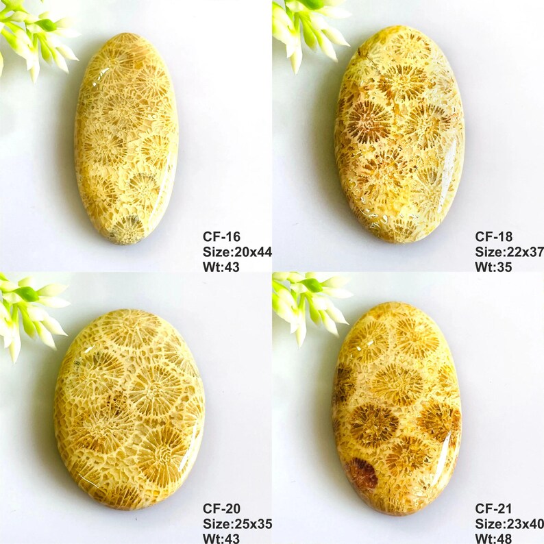 May include: Four oval-shaped fossil coral cabochons with a tan and cream floral pattern. Each stone is labeled with codes CF-16, CF-18, CF-20, and CF-21, including dimensions in mm and weight in carats, such as 20x44 mm and 43 carats for CF-16.