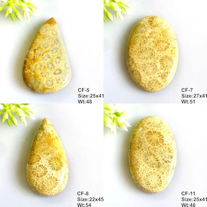 May include: Four polished fossil coral cabochons with intricate star-like patterns in shades of cream, beige, and golden yellow. Two are teardrop-shaped and two are oval. Text labels include CF-5, CF-7, CF-8, and CF-11 with size and weight data.