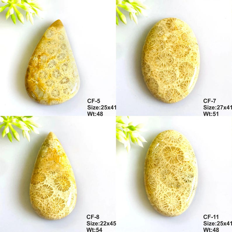 May include: Four polished fossil coral cabochons with intricate star-like patterns in shades of cream, beige, and golden yellow. Two are teardrop-shaped and two are oval. Text labels include CF-5, CF-7, CF-8, and CF-11 with size and weight data.