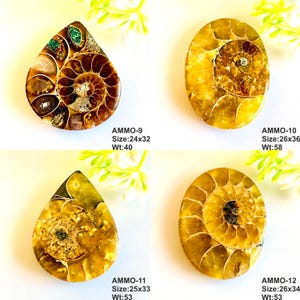 Op de afbeelding: Vier gepolijste ammonietfossielen met spiraalpatronen. E&eacute;n is druppelvormig, andere ovaal. Kleuren zijn bruin, goud en groen. Maten vari&euml;ren van 2,4x3,2cm tot 2,6x3,6cm, gewichten van 40g tot 58g. De tekst "AMMO" en nummers zijn zichtbaar.