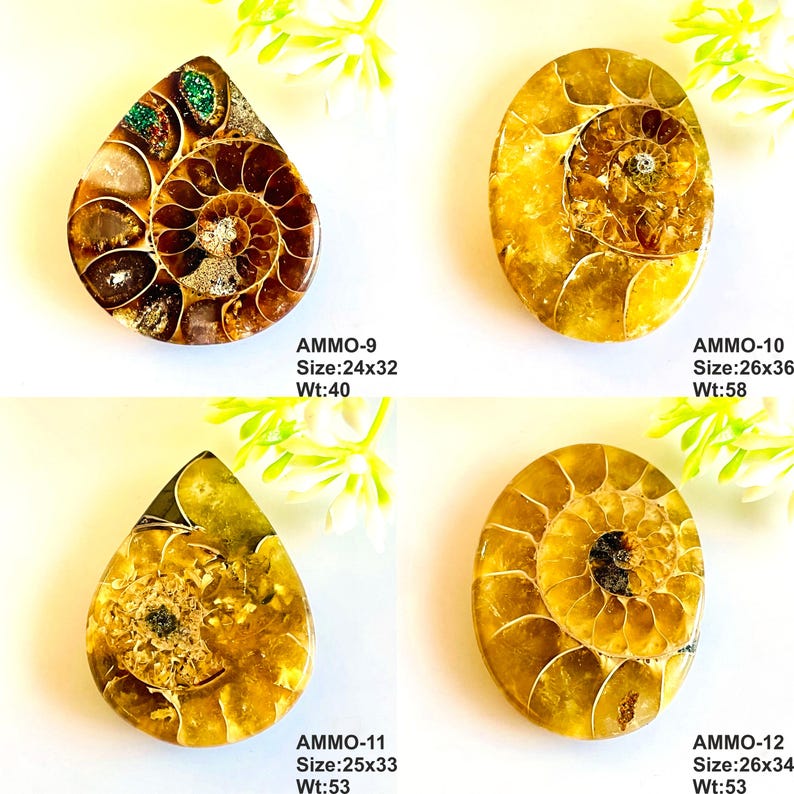 Op de afbeelding: Vier gepolijste ammonietfossielen met spiraalpatronen. E&eacute;n is druppelvormig, andere ovaal. Kleuren zijn bruin, goud en groen. Maten vari&euml;ren van 2,4x3,2cm tot 2,6x3,6cm, gewichten van 40g tot 58g. De tekst "AMMO" en nummers zijn zichtbaar.