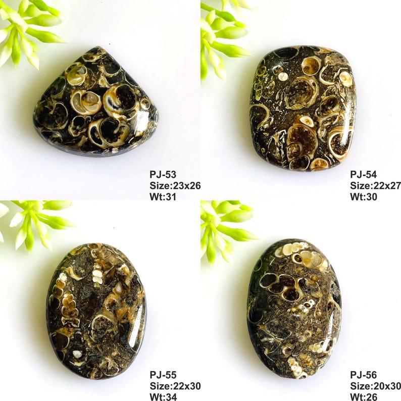 May include: Four polished fossiliferous limestone cabochons in black and brown with cream-colored shell inclusions. Labeled PJ-53 (23x26mm, 31g), PJ-54 (22x27mm, 30g), PJ-55 (22x30mm, 34g), and PJ-56 (20x30mm, 26g) with distinct shapes.