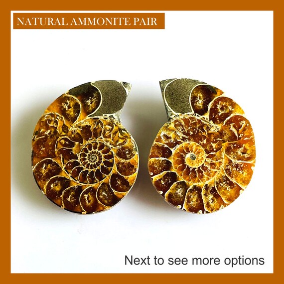 Ammonite Pair: Natural Gemstone Fossil Conch, Reiki Healing