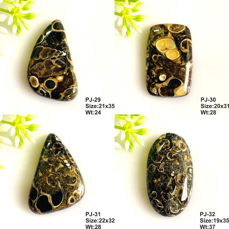 May include: Four polished cabochons of dark brown fossiliferous stone with cream-colored spiral shell inclusions. Each piece is labeled with a code, size in mm, and weight in grams: PJ-29 21x35mm 24g, PJ-30 20x31mm 28g, PJ-31 22x32mm 28g, and PJ-32 19x35mm 37g.