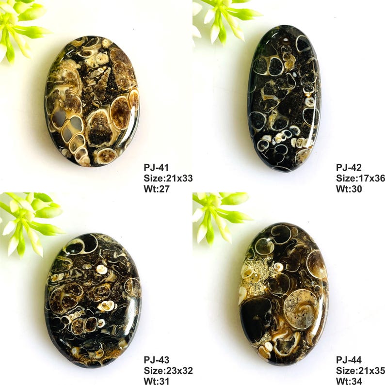 May include: Four oval-shaped polished fossil stones with black and tan spiral patterns. Each stone is labeled with text: PJ-41 Size:21x33 Wt:27, PJ-42 Size:17x36 Wt:30, PJ-43 Size:23x32 Wt:31, and PJ-44 Size:21x35 Wt:34, indicating dimensions and weight.