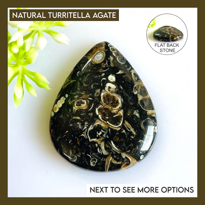 May include: A teardrop-shaped natural Turritella agate stone with a polished black surface featuring white and tan fossilized inclusions. The text NATURAL TURRITELLA AGATE and FLAT BACK STONE are visible, along with the text NEXT TO SEE MORE OPTIONS.