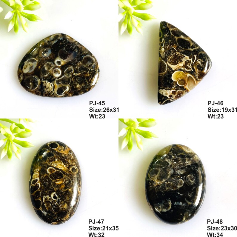 May include: Four polished dark brown and black fossil stones with visible spiral shell patterns. Each stone is labeled with a code, size in mm (26x31, 19x31, 21x35, 23x30), and weight in grams (23, 23, 32, 34). The stones are arranged in a grid.