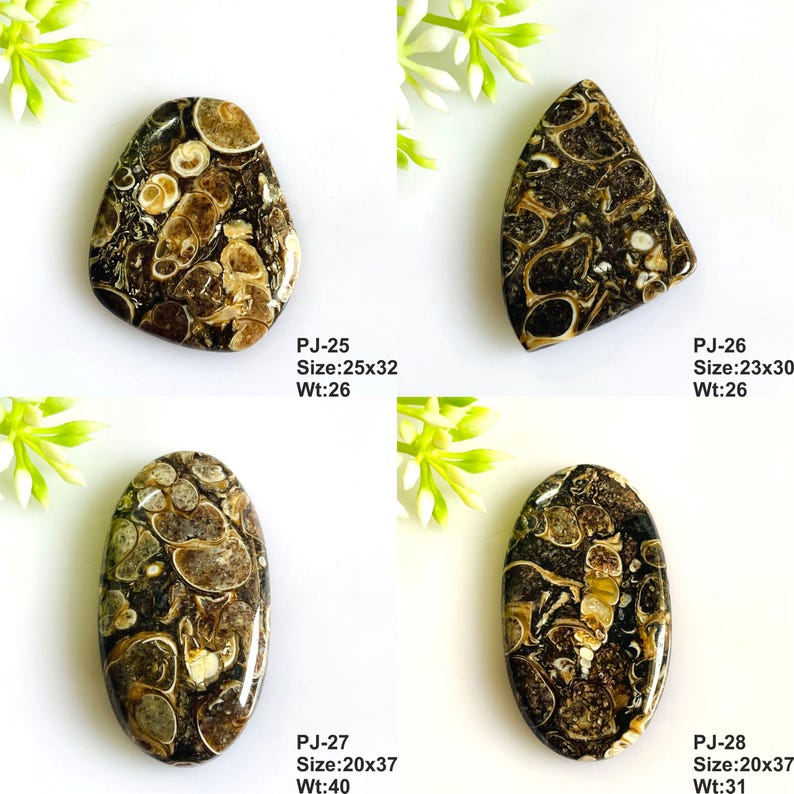 Natural Turritella Agate Cabochon: Mix Shape Gemstone Jewelry Supply image 10