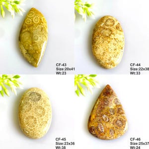 May include: Four polished fossil coral cabochons in various shapes and shades of tan, yellow, and brown. Each stone displays intricate circular patterns. Labels include CF-43 (20x41), CF-44 (22x38), CF-45 (23x36), and CF-46 (25x37) with weight values.