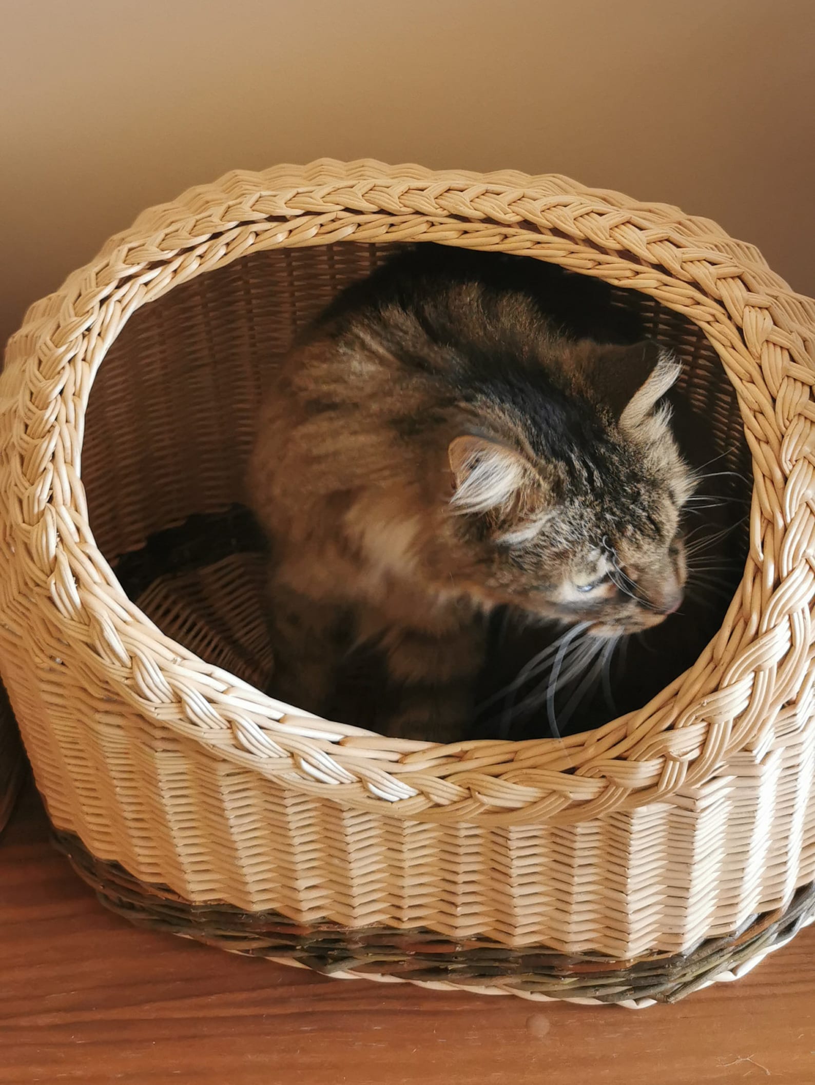 Cat Cave Cat Basket Basket for Cats Handwoven Basket for Etsy