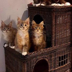 May include: Five Maine Coon kittens with long fur and tufted ears are positioned on and inside a two-story dark brown woven wicker cat house. The kittens display various coat colours including brown, grey, and orange tabby patterns with white markings.