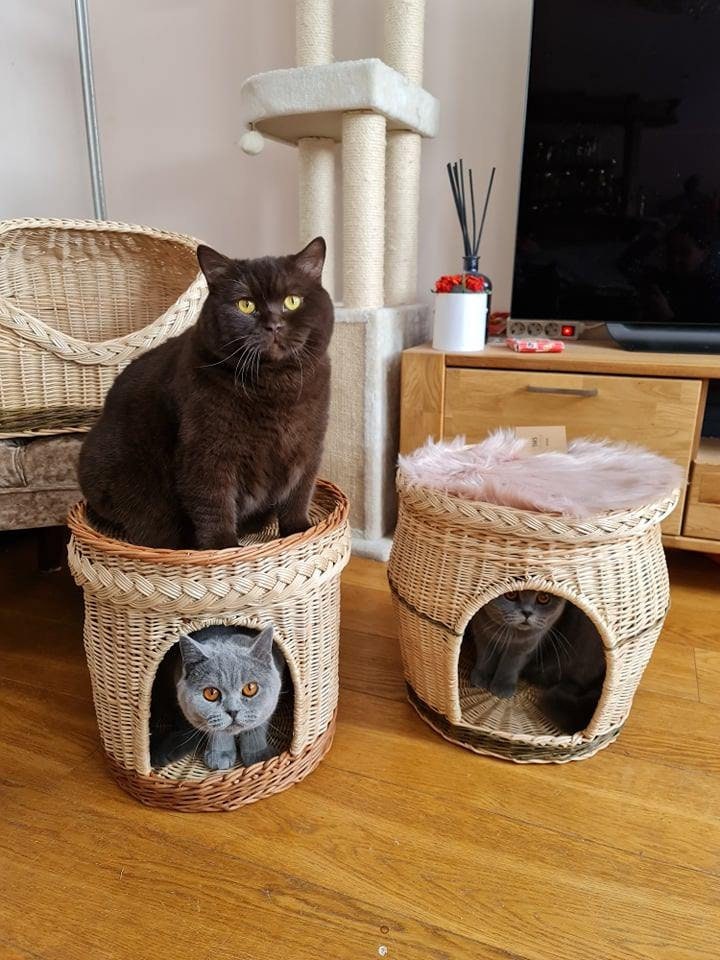 cat den bed