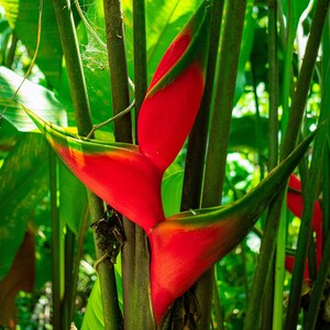 Heliconia Flower 3 Digital Photography, Home Decor Photo, Nature Digital Photo Prints, Print at home, Wall decor, Brazil