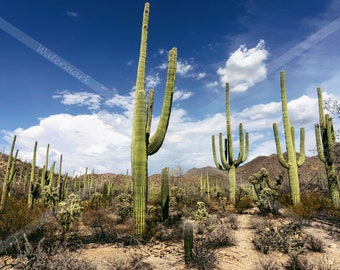 Saguaro Digital Photography, Home Decor Photo, Nature Digital Photo Prints, Print at home, Wall decor