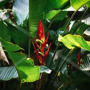 Heliconia Flower Digital Photography, Home Decor Photo, Nature Digital Photo Prints, Print at home, Wall decor, Brazil