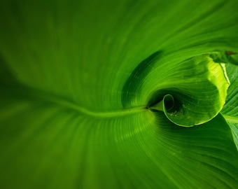 Grünes Blatt Digitale Fotografie, Home Decor Foto, Natur Digitale Fotodrucke, Druck zu Hause, Wanddekoration