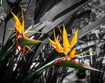 Orange Blossom Digital Photography, Home Decor Photo, Nature Digital Photo Prints, Print at home, Wall decor