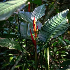 Heliconia Flower 4 Digital Photography, Home Decor Photo, Nature Digital Photo Prints, Print at home, Wall decor