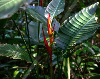 Heliconia Flower 4 Digital Photography, Home Decor Photo, Nature Digital Photo Prints, Print at home, Wall decor
