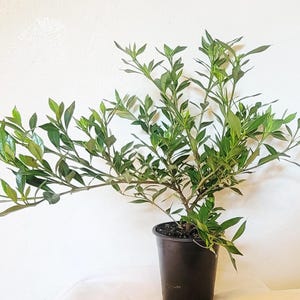 May include: A small, bushy green plant with numerous slender, pointed leaves growing from a central woody stem. The plant is potted in a simple, dark brown plastic container filled with dark soil, showcasing a natural, branching structure.