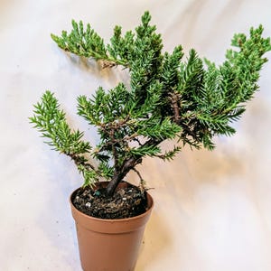 May include: A small juniper plant with dense, needle-like green foliage and a dark brown woody stem, potted in a simple, plain brown plastic container filled with dark potting soil. The plant features multiple branches extending outward.