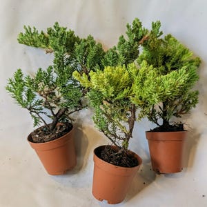 May include: Three small evergreen juniper plants in brown plastic pots. Each plant features dense, needle-like foliage in varying shades of vibrant green and yellow-green, with visible dark brown woody stems emerging from the soil in each container.
