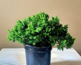 Living Pre-Bonsai Procumbens Nana Juniper in Greenhouse Pot 3-5 Year old