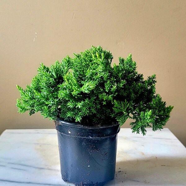 Living Pre-Bonsai Procumbens Nana Juniper in Greenhouse Pot 3-5 Year old