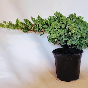 May include: A small, green juniper plant with a cascading, asymmetrical branch structure extending to the left, planted in a simple, round, black plastic nursery pot filled with dark soil, showcasing dense, needle-like foliage and woody stems.