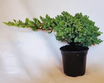 May include: A small, green juniper plant with a cascading, asymmetrical branch structure extending to the left, planted in a simple, round, black plastic nursery pot filled with dark soil, showcasing dense, needle-like foliage and woody stems.