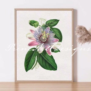 Stampa di un libro vintage con fiori selvatici. Stampa artistica con fiore della passione. Stampa botanica con fiore della passione. Stampa artistica floreale. Decorazione murale con fiori rosa e blu.