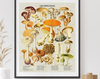 Mushrooms Botanical Art. Mushroom Print. Vintage Mushrooms Wall Art. Mushroom Chart Print. Fungi Identification Poster. Plants Guide Art.