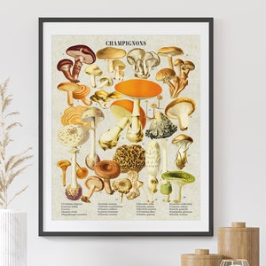 Champignons Art botanique. Impression de champignon. Art mural champignons vintage. Impression de tableau en forme de champignon. Affiche d'identification des champignons. Guide des plantes Art.