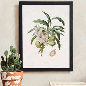 Mandelbaum Vintage Botanischer Druck. Mandelbaum Druck. Mandelpflanze Wandkunst. Vintage Botanische Kunst. Pflanzen Illustration. Klassisches Kunstwerk.