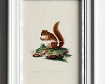 Antique Red Squirrel Natural History Wall Art. Vintage Art Print. Antique Squirrel Painting. Vintage Wall Art. Woodland Animal Art Print.