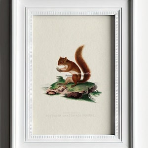 Antico dipinto murale di scoiattolo rosso di storia naturale. Stampa artistica vintage. Dipinto antico di scoiattolo. Arte murale vintage. Stampa artistica di animali del bosco.