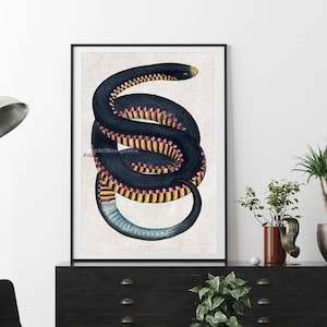 May include: A framed print of a coiled snake illustration. The snake is dark blue with yellow and pink markings. The tail is light blue. The print is displayed on a white background. The print is in a black frame.