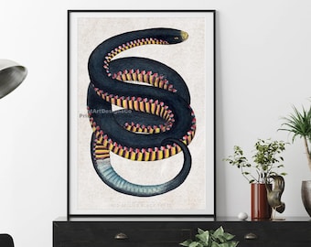 Vintage Coluber Snake Print – Antique Reptile Illustration – Red-Bellied Black Snake Art