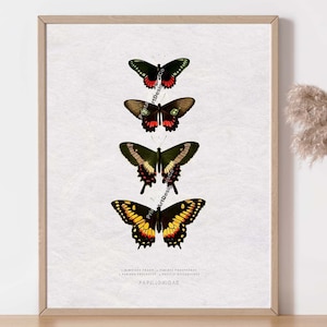 Illustrazione di entomologia. Poster vintage con farfalla. Decoro Papillon. Stampa artistica di biologia. Stampa di insetti antichi. Farfalle a coda di rondine Art.