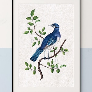 Blue Jay Print. Vintage Blue Jay Bird Art. Birder Gifts. Blue Jay Wall Art. Woodland Nursery Decor. Blue Bird Poster. Bird Lover Gift.