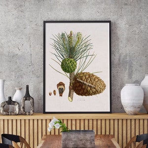 Impression de pomme de pin d'histoire naturelle – Carte botanique de 1846 en pin cembro Art. affiche vintage de pomme de pin et d'arbre. Décoration murale pomme de pin.