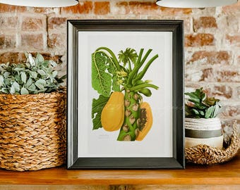 Vintage Papaya Botanical Art Print | Vibrant Tropical Fruit Wall Poster | Summer Kitchen Decor | Papaya Plant | Fresh & Healthy Home Decor
