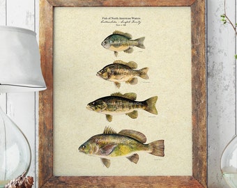 Retro Bass and Gill Print.Vintage Freshwater Fish Poster.North American Game Fish Poster.Traditional Fishing Art Print.Bass and Gill Drawing