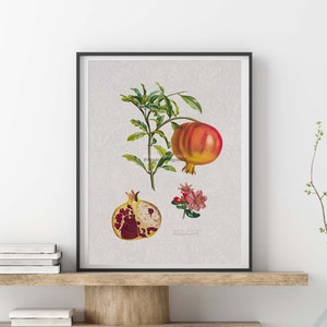 Pomegranate Fruit Art Print – Vintage Botanical Wall Poster – Kitchen Decor – Fruit Wall Art – Pomegranate Illustration