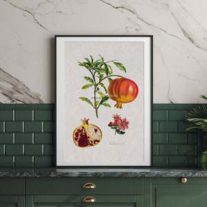Arte de parede com gráfico botânico vintage. Impressão de gráfico de frutas com romã. Pôster de parede botânico. Pôster de arte com romã. Impressão de arte com frutas. Decoração de cozinha